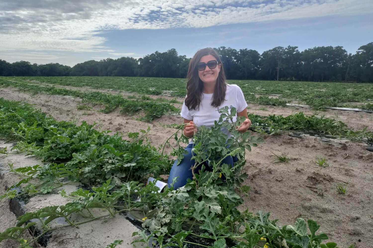 Watermelon farm